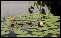 CRW_8499 Tranquil Water Lilies